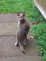 Found/Stray Unknown Cat last seen Harry's Hot Dogs, Coatesville, PA 19320