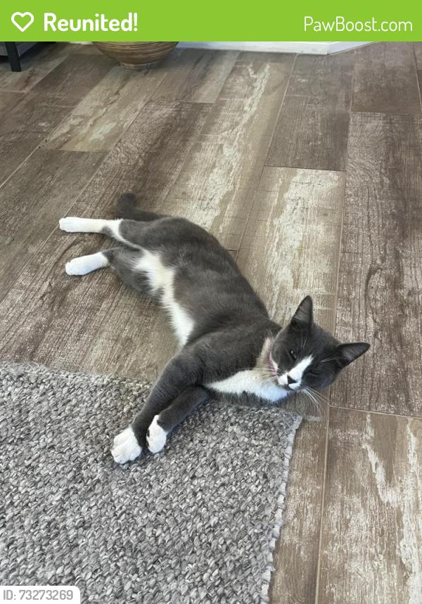 Reunited Male Cat last seen Cortez and Apollo, Vista, CA 92084