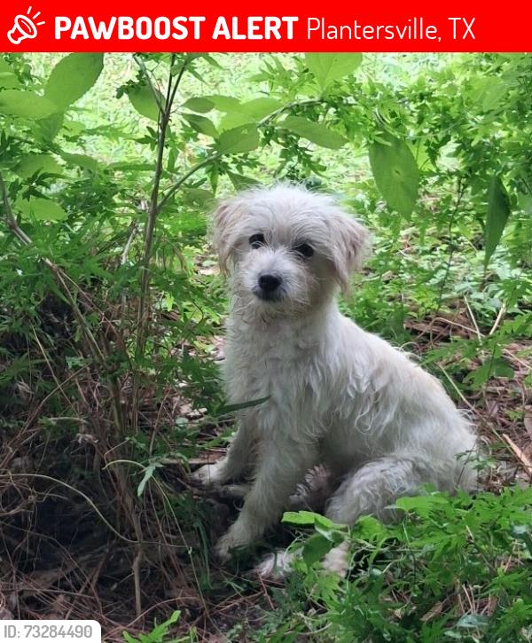 Lost Male Dog last seen Blue Lake Drive, Plantersville, TX, Plantersville, TX 77363