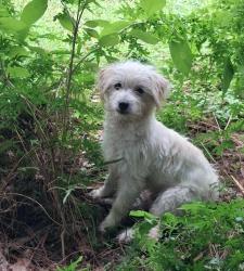 Lost Male Dog last seen Blue Lake Drive, Plantersville, TX, Plantersville, TX 77363