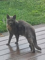 Found/Stray Unknown Cat last seen Harry's Hot Dogs, Coatesville, PA 19320