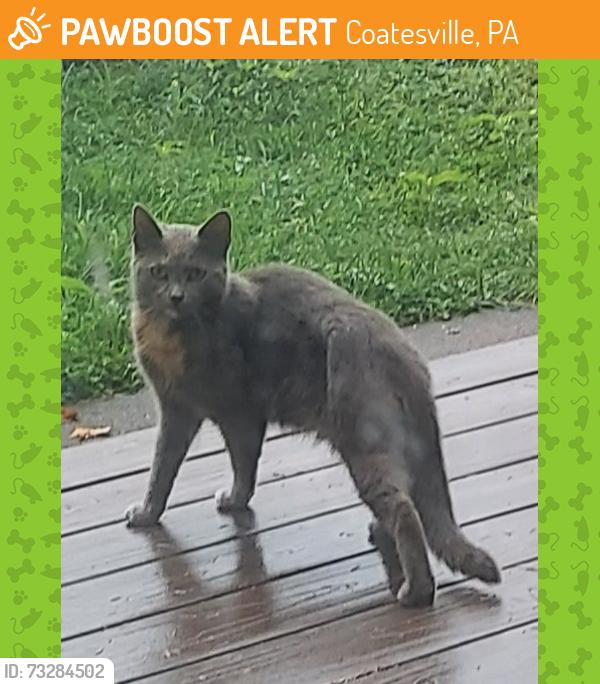 Found/Stray Unknown Cat last seen Harry's Hot Dogs, Coatesville, PA 19320