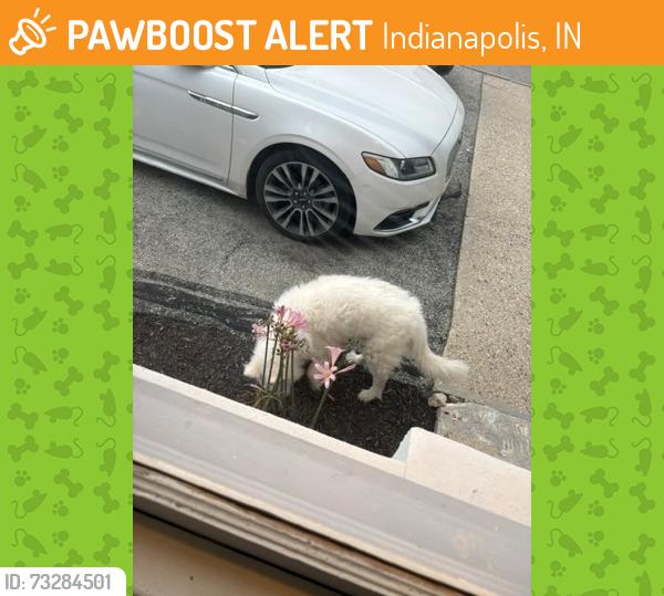 Found/Stray Unknown Dog last seen Near E 47th St, Indianapolis, IN 46226