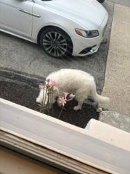Found/Stray Unknown Dog last seen Near E 47th St, Indianapolis, IN 46226