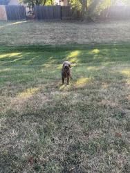 Found/Stray Unknown Dog last seen N Shefford St, Wichita, KS 67212