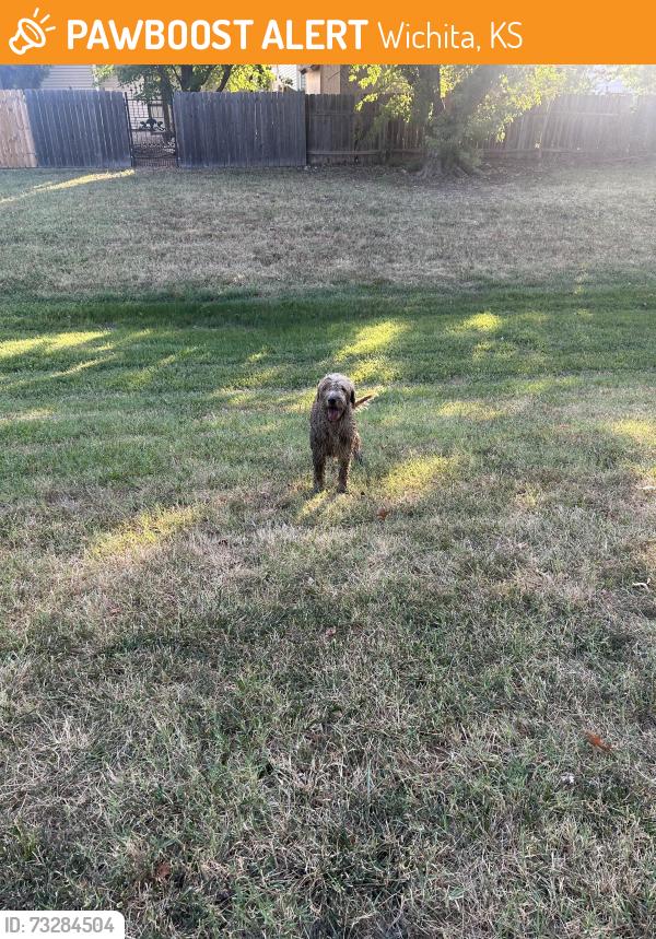 Found/Stray Unknown Dog last seen N Shefford St, Wichita, KS 67212