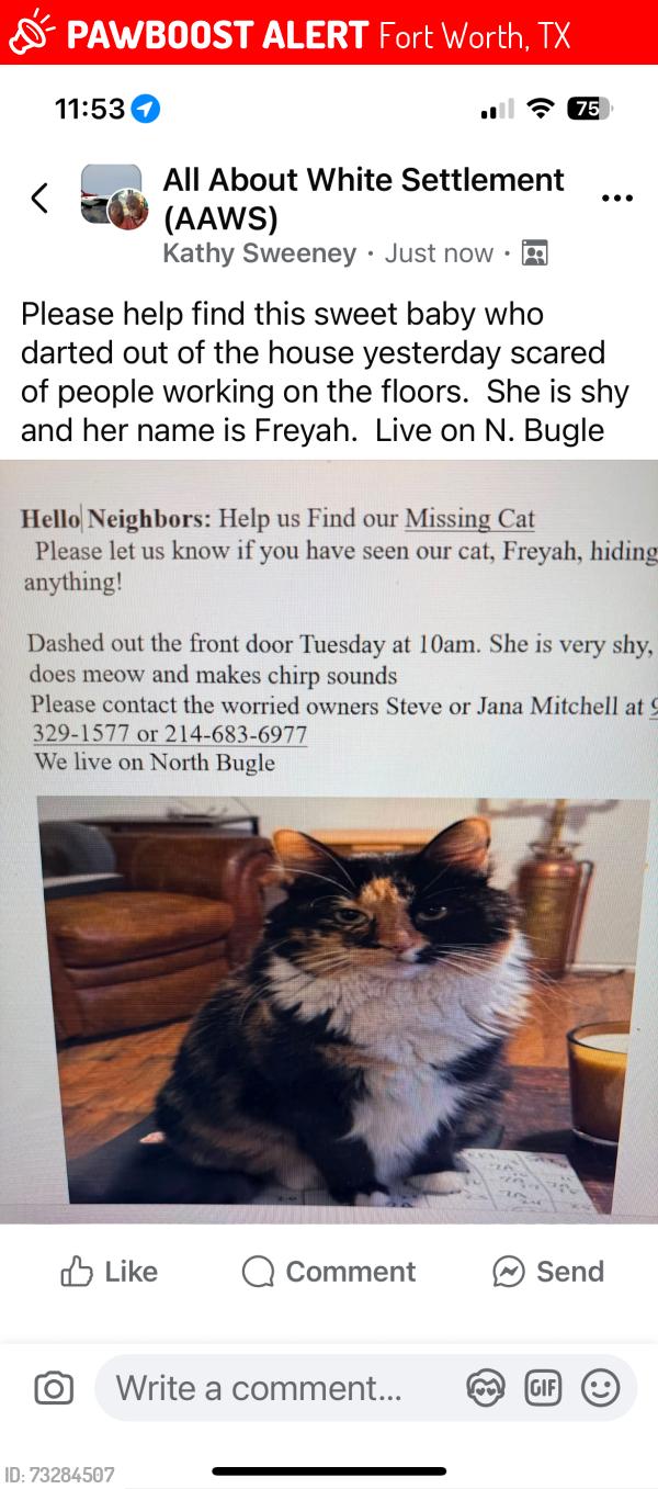 Lost Female Cat last seen Chapel creek blvd, Fort Worth, TX 76108