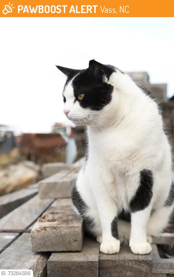 Found/Stray Unknown Cat last seen Near E. heading towards Morrison Bridge Rd., on road shoulder, 4 miles or so past Vass, Vass, NC 28394