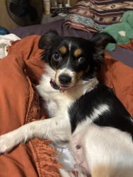Lost Female Dog last seen Vine street Wichita ks, Wichita, KS 67203