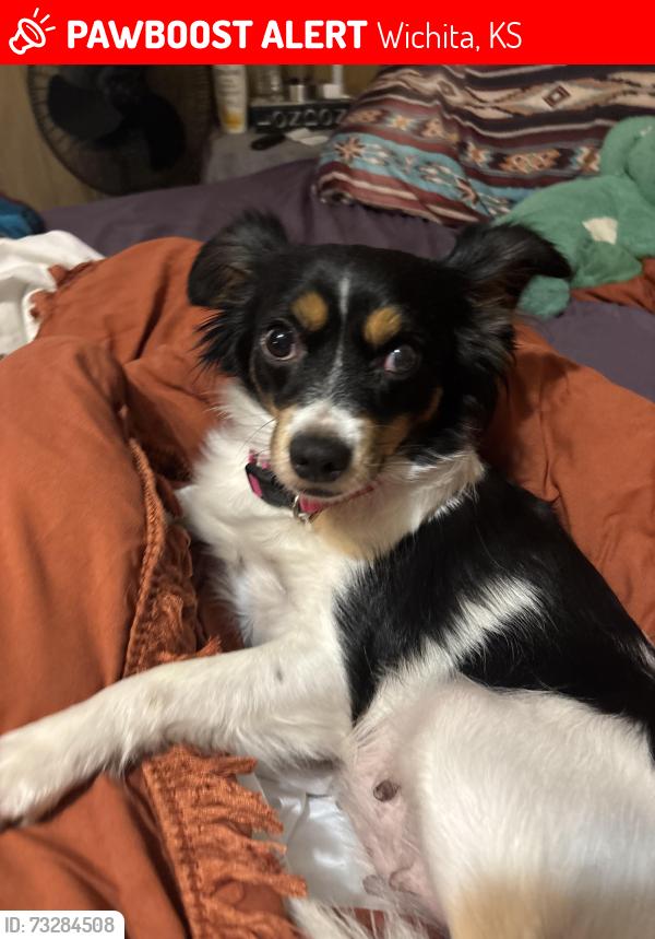 Lost Female Dog last seen Vine street Wichita ks, Wichita, KS 67203