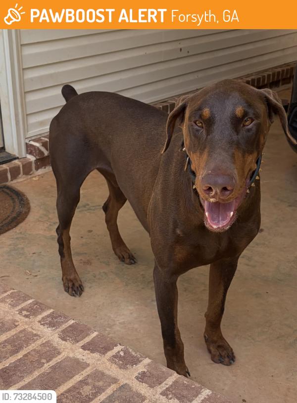 Found/Stray Male Dog last seen Rumble road, Forsyth, GA 31029