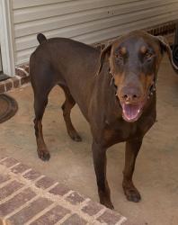 Found/Stray Male Dog last seen Rumble road, Forsyth, GA 31029