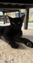 Reunited Unknown Cat last seen Spring Trails, Spring, TX 77386