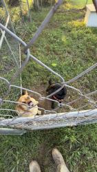 Reunited Female Dog last seen Near Stubbs Bridge Rd, Spotsylvania Courthouse, VA 22551