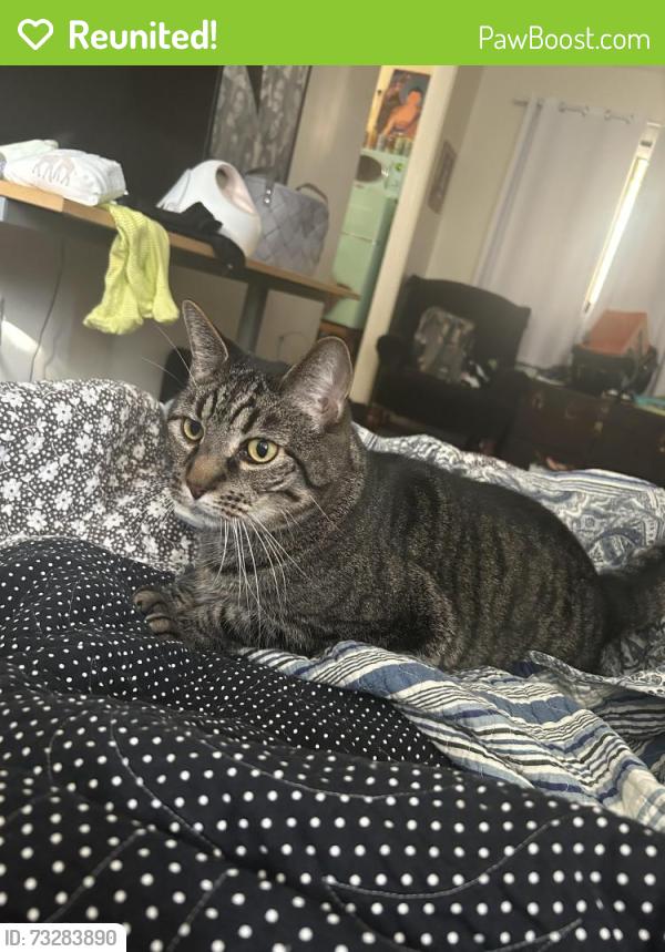 Reunited Male Cat last seen Oakwood ave and Marcia, Glendale, CA 91208