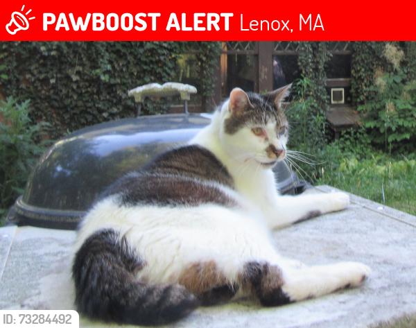 Lost Male Cat last seen Ventfort Hall, Lenox, MA 01240