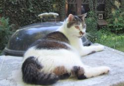 Lost Male Cat last seen Ventfort Hall, Lenox, MA 01240
