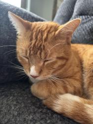 Found/Stray Male Cat last seen Express oil change and tire, League City, TX 77573
