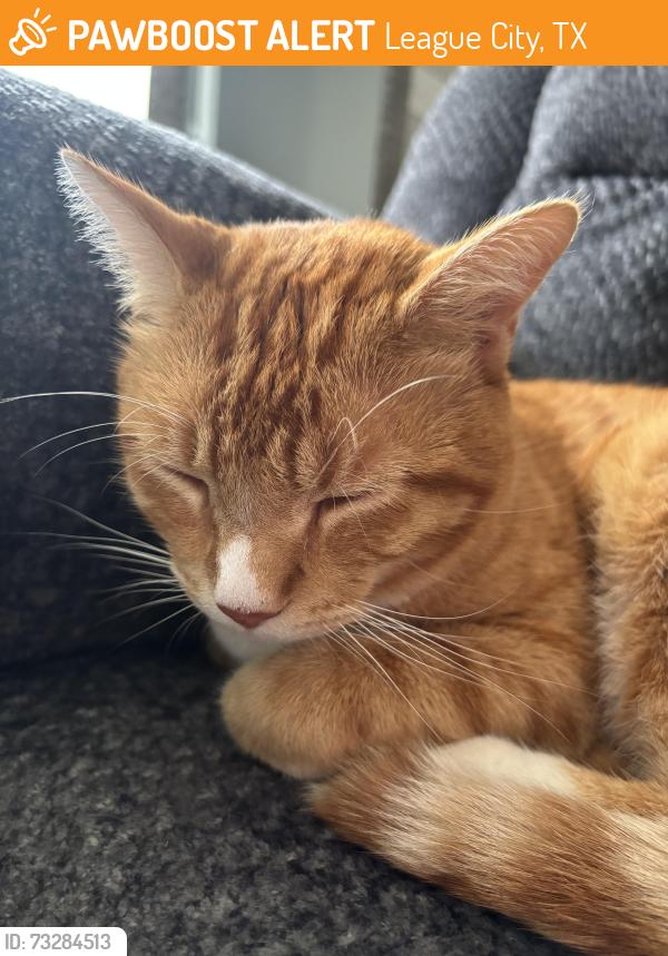 Found/Stray Male Cat last seen Express oil change and tire, League City, TX 77573