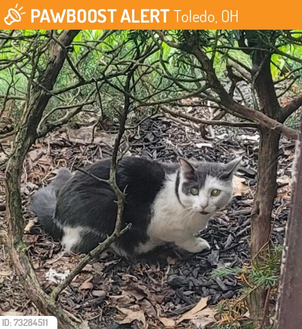 Found/Stray Unknown Cat last seen Monroe, Toledo, OH 43606