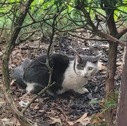 Found/Stray Unknown Cat last seen Monroe, Toledo, OH 43606