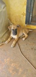 Lost Male Dog last seen Soccer complex, Miami, FL 33150