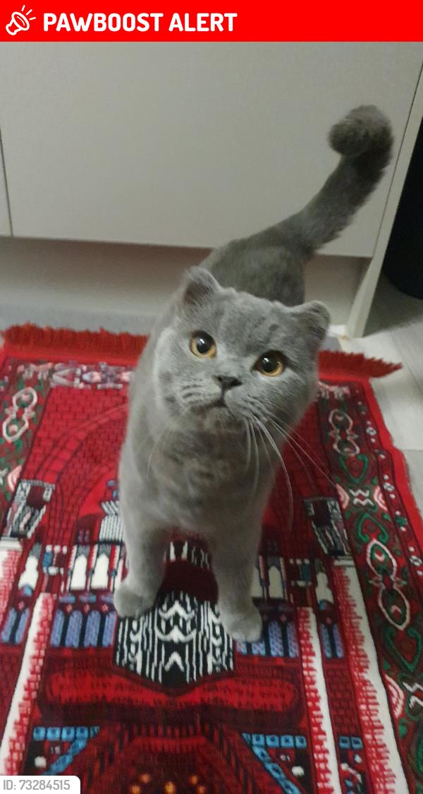 Lost Male Cat last seen Dartmouth street, West Midlands, England B70 9JT