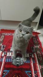 Lost Male Cat last seen Dartmouth street, West Midlands, England B70 9JT