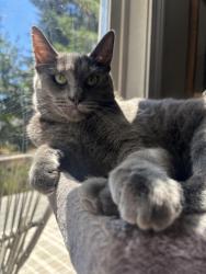 Lost Female Cat last seen 88th st and 29th ave, near kingsway christian school, Vancouver, WA 98665