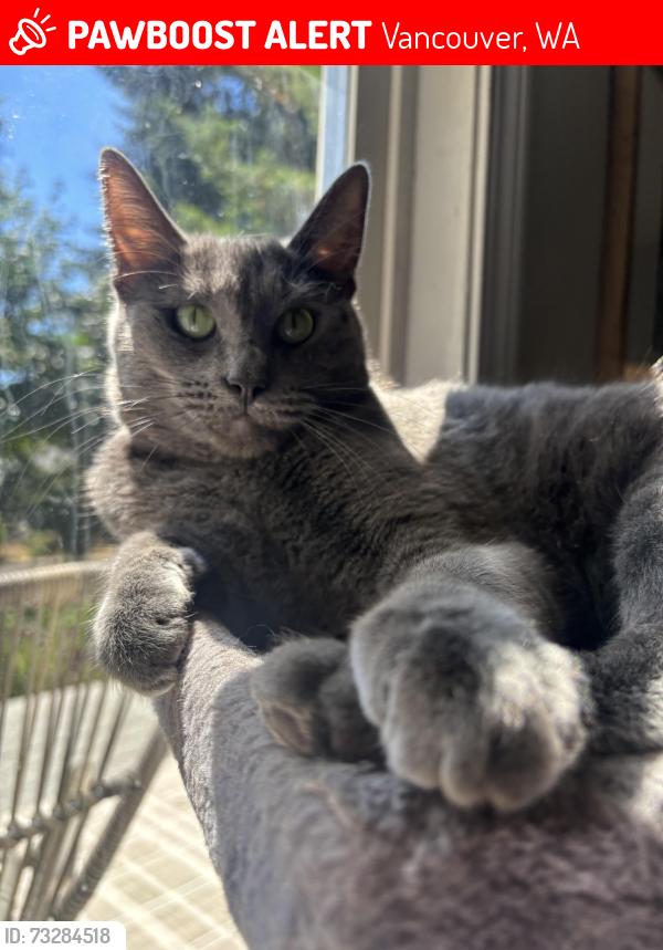 Lost Female Cat last seen 88th st and 29th ave, near kingsway christian school, Vancouver, WA 98665