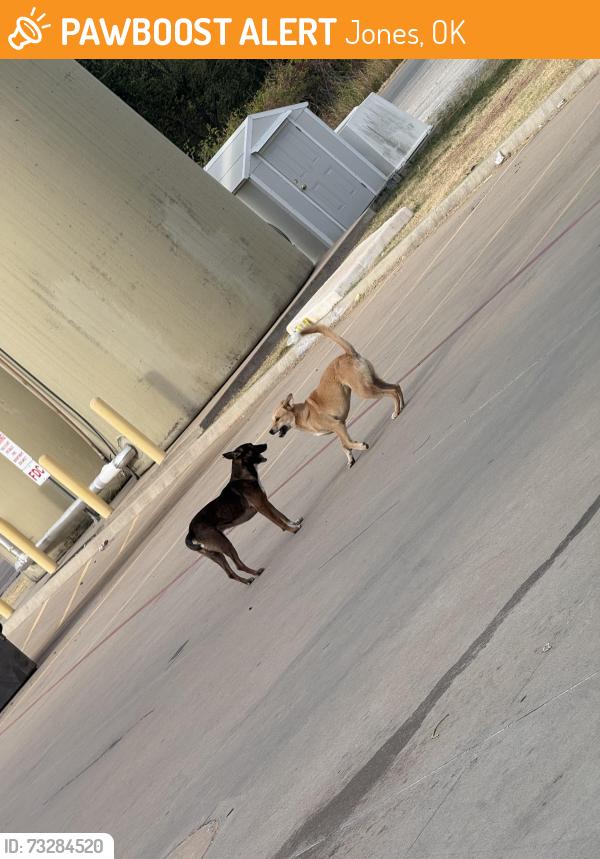 Found/Stray Unknown Dog last seen The dollar general at NE 63 Spencer jones rd, Jones, OK 73049
