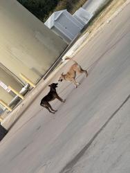 Found/Stray Unknown Dog last seen The dollar general at NE 63 Spencer jones rd, Jones, OK 73049