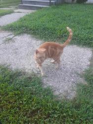 Lost Male Cat last seen Elm street, salem NJ, Salem, NJ 08079
