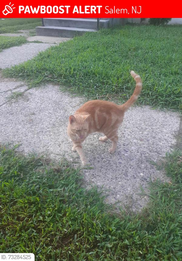 Lost Male Cat last seen Elm street, salem NJ, Salem, NJ 08079