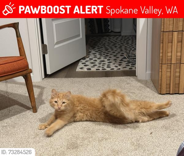 Lost Male Cat last seen Chapman, Spokane Valley, WA 99016