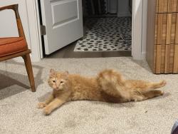 Lost Male Cat last seen Chapman, Spokane Valley, WA 99016