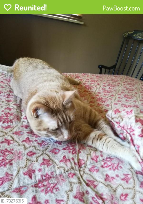 Reunited Male Cat last seen Crooked Lane, King of Prussia, PA 19406
