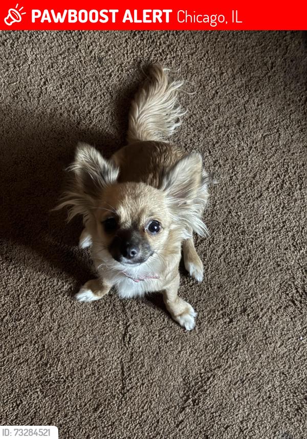 Lost Female Dog last seen Monroe and Oakley, Chicago, IL 60612