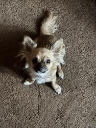 Lost Female Dog last seen Monroe and Oakley, Chicago, IL 60612