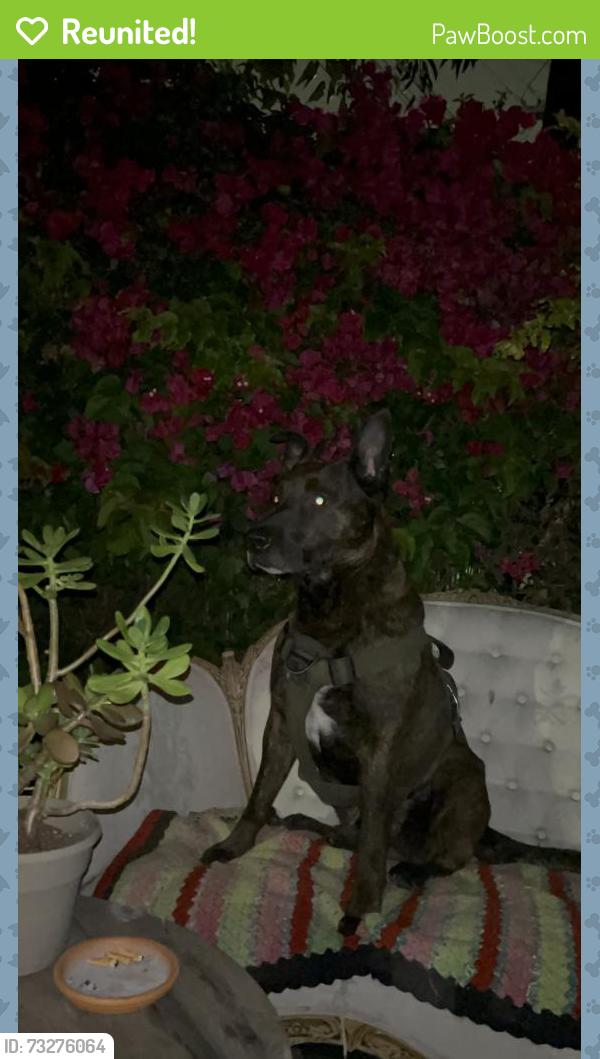 Reunited Male Dog last seen Martin Luther King Jr & 37th St Oakland, Oakland, CA 94608