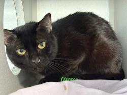 Shelter Stray Male Cat last seen Apt 3K,616 E 139th Street, BRONX, NY, 10454, 326 E 110th St, New York, NY 10029, USA