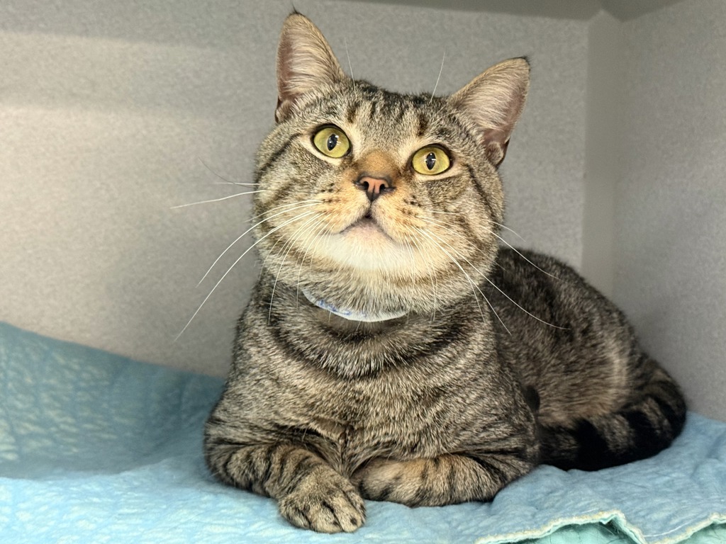 Shelter Stray Male Cat last seen belonged to store located at 405 Central Park West ground floor, NEW YORK, NY, 10025, 326 E 110th St, New York, NY 10029, USA