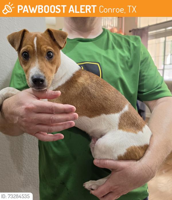 Found/Stray Male Dog last seen Crighton Ridge dr, Ridgewater way, Conroe, TX 77302