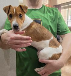 Found/Stray Male Dog last seen Crighton Ridge dr, Ridgewater way, Conroe, TX 77302