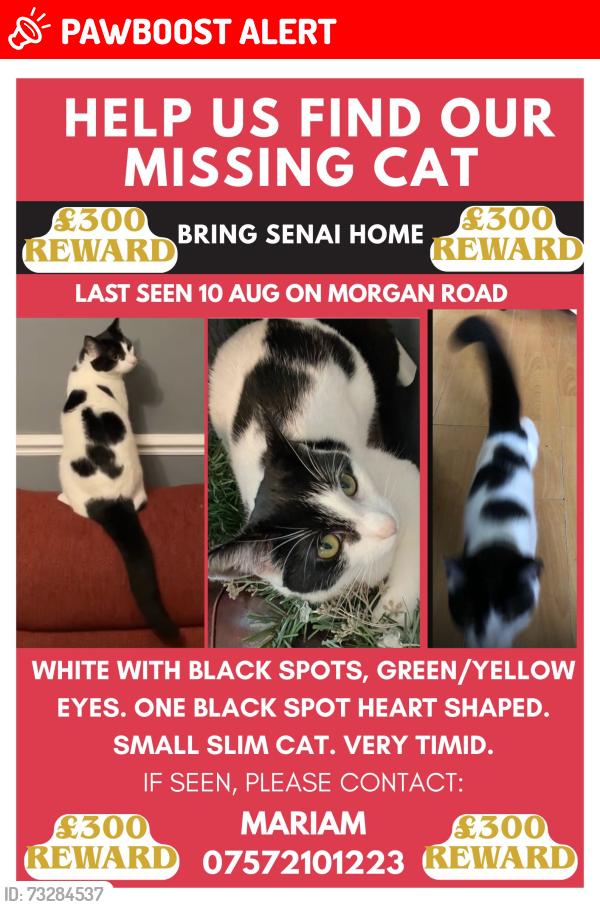Lost Female Cat last seen Morgan Road N7, Greater London, England N7
