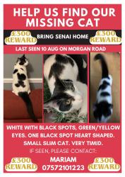 Lost Female Cat last seen Morgan Road N7, Greater London, England N7