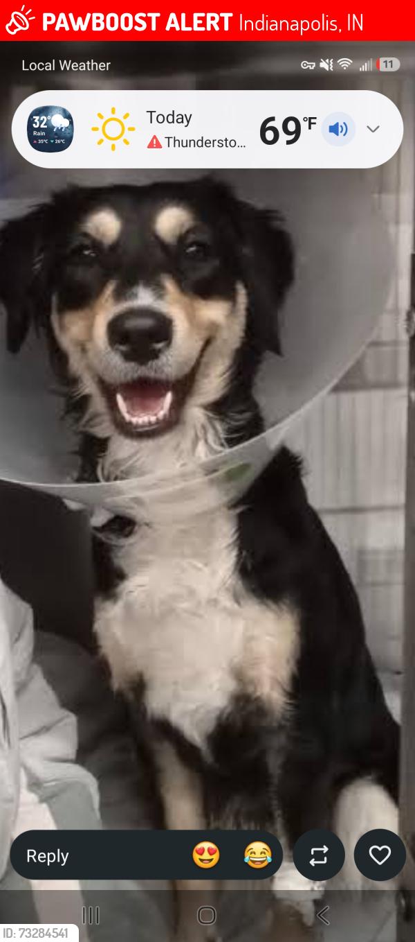 Lost Female Dog last seen Near, Indianapolis, IN 46203