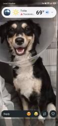 Lost Female Dog last seen Near, Indianapolis, IN 46203