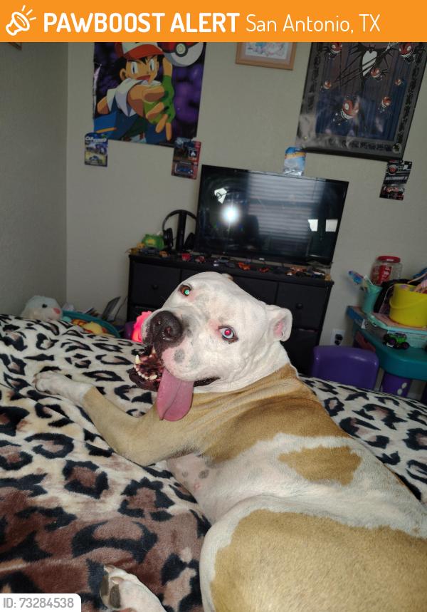 Found/Stray Male Dog last seen Luckey Ranch School, San Antonio, TX 78252