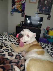 Found/Stray Male Dog last seen Luckey Ranch School, San Antonio, TX 78252